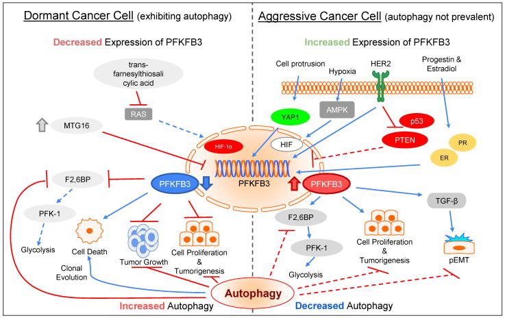 https://cdn.ncbi.nlm.nih.gov/pmc/blobs/5642/9775460/c21ad0510b44/biomolecules-12-01862-g005.jpg