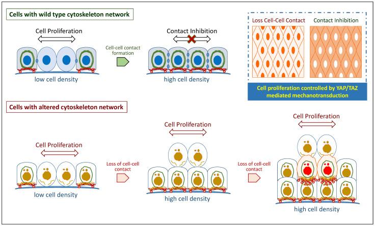 https://cdn.ncbi.nlm.nih.gov/pmc/blobs/5642/9775460/d1aa51132360/biomolecules-12-01862-g001.jpg