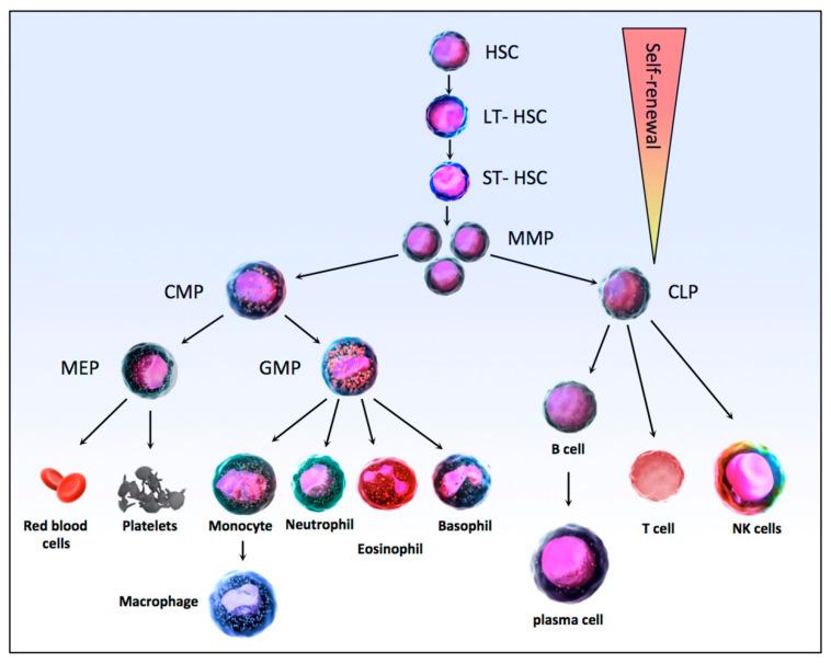 https://cdn.ncbi.nlm.nih.gov/pmc/blobs/5661/7911881/b2678b40667b/biomolecules-11-00199-g002.jpg