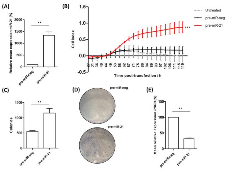 https://cdn.ncbi.nlm.nih.gov/pmc/blobs/5671/9954526/1d56b52023c4/cancers-15-01291-g004.jpg