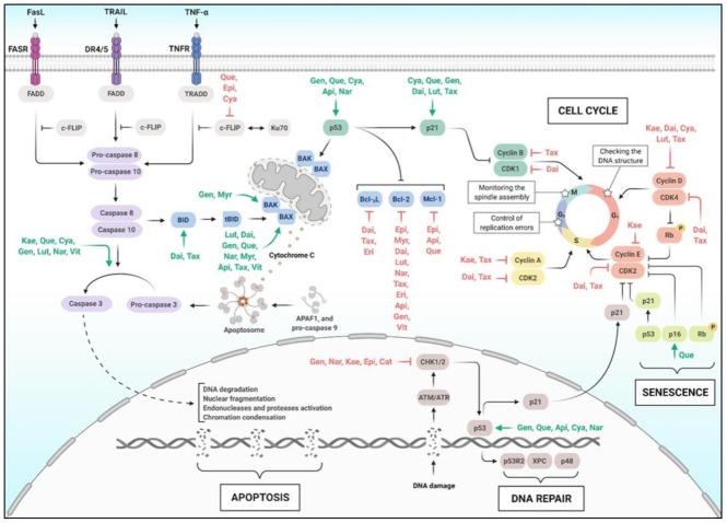 https://cdn.ncbi.nlm.nih.gov/pmc/blobs/5677/8038160/0cacd6e19bce/molecules-26-02029-g006.jpg
