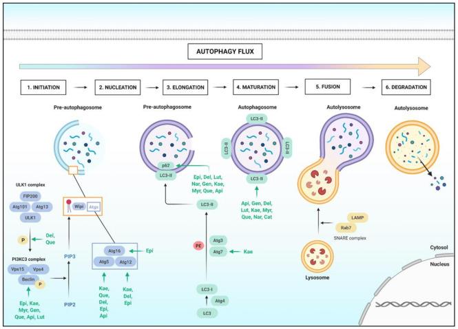 https://cdn.ncbi.nlm.nih.gov/pmc/blobs/5677/8038160/eaccdecdbb72/molecules-26-02029-g005.jpg