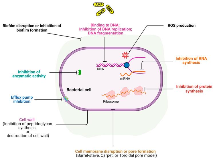 https://cdn.ncbi.nlm.nih.gov/pmc/blobs/567b/11762091/b8463f5bb761/antibiotics-14-00057-g002.jpg