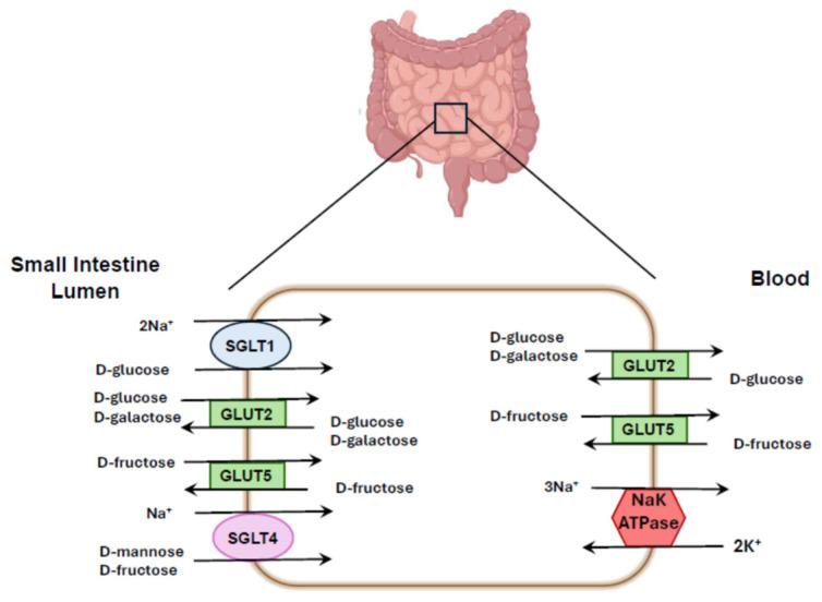 https://cdn.ncbi.nlm.nih.gov/pmc/blobs/568b/12348421/b26104adf609/nutrients-17-02511-g004.jpg