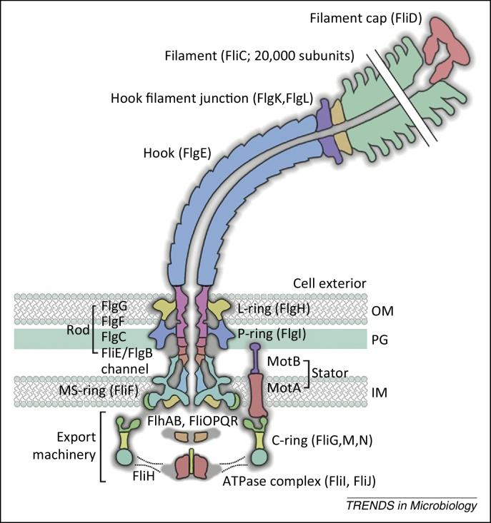 https://cdn.ncbi.nlm.nih.gov/pmc/blobs/568e/4183434/4df620224686/gr1.jpg