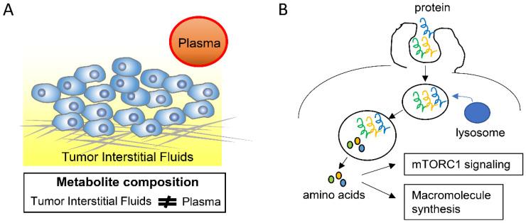 https://cdn.ncbi.nlm.nih.gov/pmc/blobs/56a4/7824065/3d551f36826a/metabolites-11-00028-g002.jpg