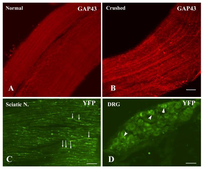 https://cdn.ncbi.nlm.nih.gov/pmc/blobs/56b1/8534607/3cd5f2a3bb95/cells-10-02654-g001.jpg