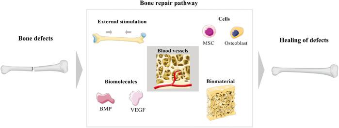 https://cdn.ncbi.nlm.nih.gov/pmc/blobs/56b1/9452849/ad0d5dc8b850/fbioe-10-937803-g002.jpg