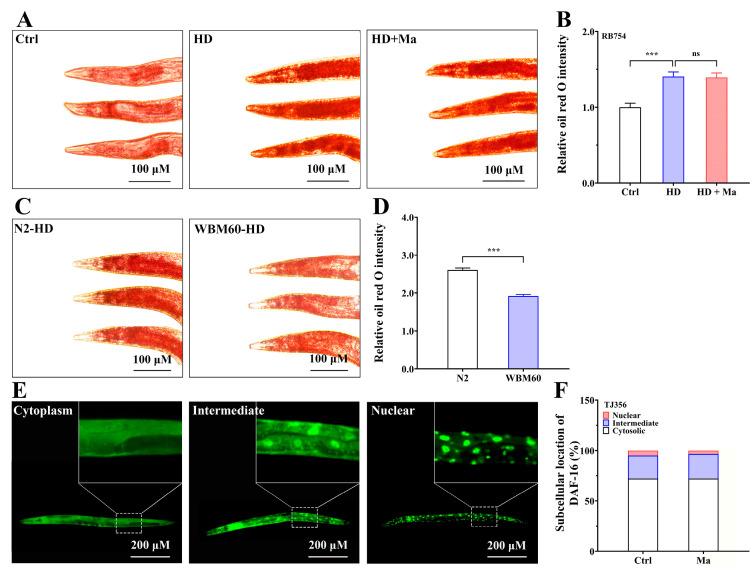 https://cdn.ncbi.nlm.nih.gov/pmc/blobs/56ff/11988642/34ebfeebb8e0/ijms-26-03048-g003.jpg