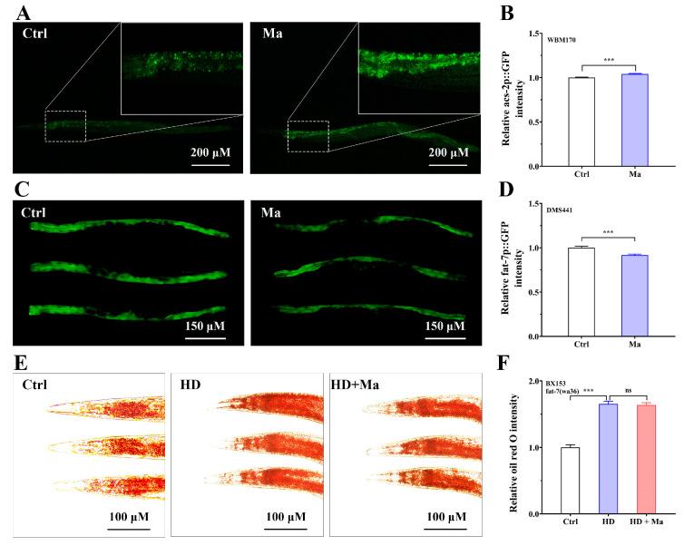 https://cdn.ncbi.nlm.nih.gov/pmc/blobs/56ff/11988642/e0afbdd098e1/ijms-26-03048-g005.jpg