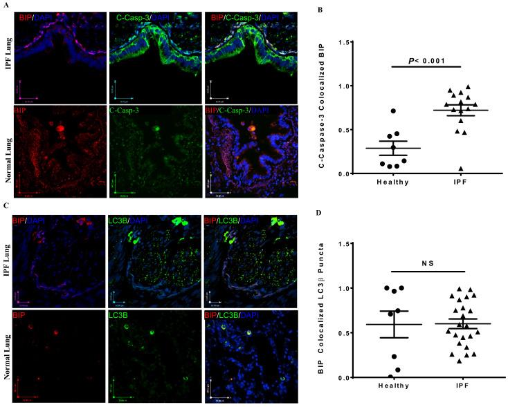 https://cdn.ncbi.nlm.nih.gov/pmc/blobs/570e/8307368/2dedbebc89fe/cells-10-01642-g001a.jpg