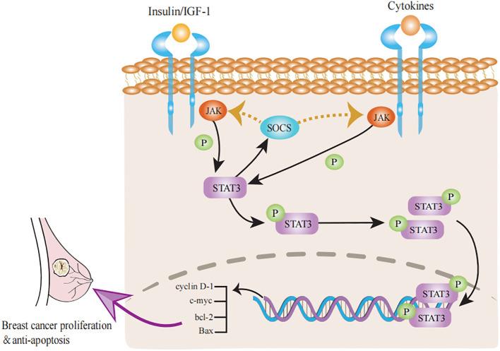 https://cdn.ncbi.nlm.nih.gov/pmc/blobs/571c/12009883/fdddcdd15088/fonc-15-1420350-g002.jpg