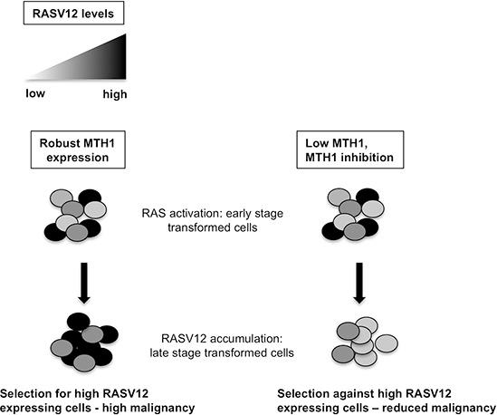 https://cdn.ncbi.nlm.nih.gov/pmc/blobs/573d/4484473/41556dfa880d/oncotarget-06-11519-g005.jpg