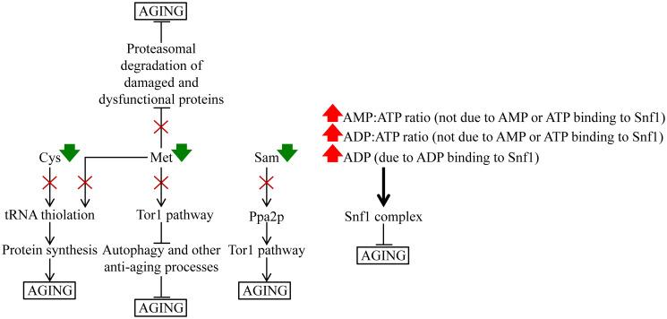 https://cdn.ncbi.nlm.nih.gov/pmc/blobs/57ad/8021023/8042a680d315/oncotarget-12-608-g014.jpg