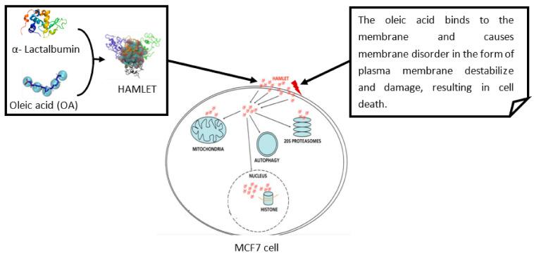 https://cdn.ncbi.nlm.nih.gov/pmc/blobs/57b3/8394746/28da7b93c881/biomolecules-11-01120-g001.jpg