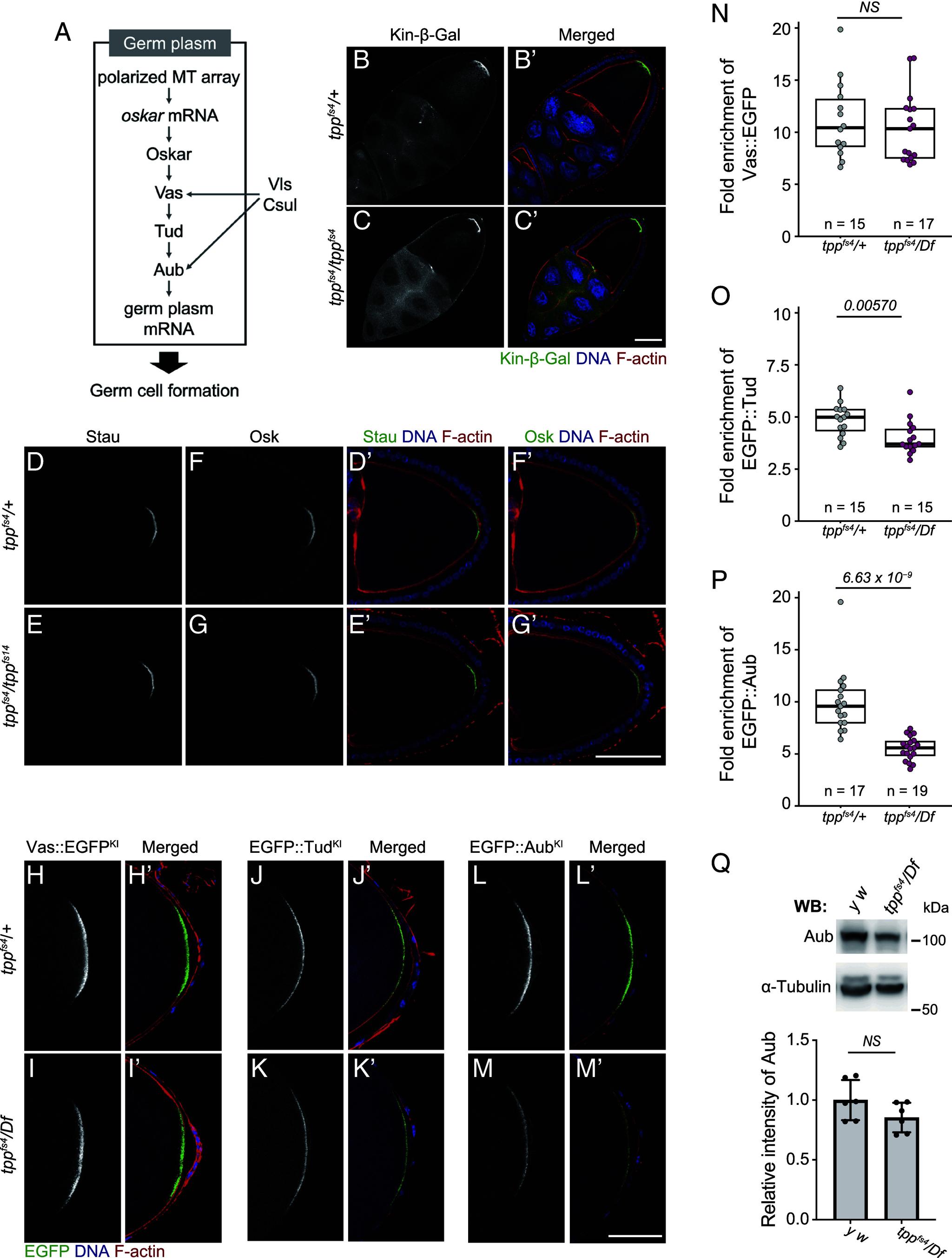 https://cdn.ncbi.nlm.nih.gov/pmc/blobs/583c/12184484/27785c9323bb/pnas.2419375122fig02.jpg