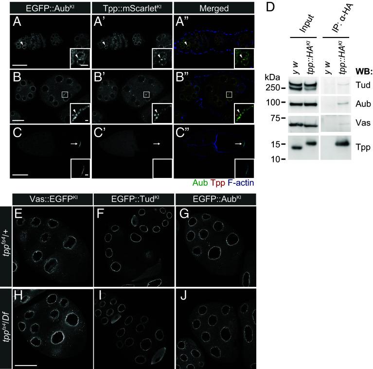 https://cdn.ncbi.nlm.nih.gov/pmc/blobs/583c/12184484/f62e8c19e1e2/pnas.2419375122fig03.jpg