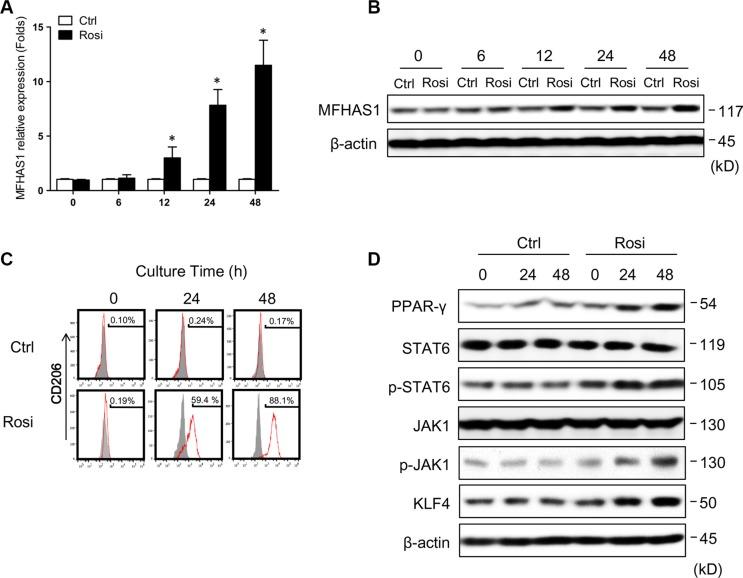 https://cdn.ncbi.nlm.nih.gov/pmc/blobs/5843/5346672/dcf8f8e60303/oncotarget-07-78726-g004.jpg