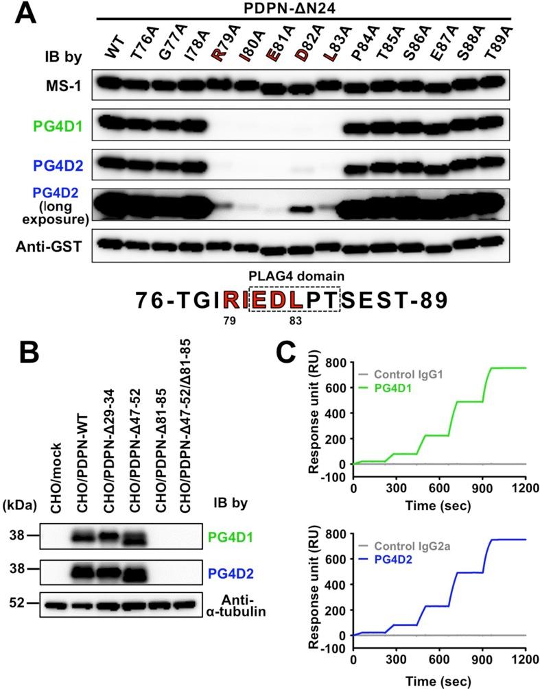 https://cdn.ncbi.nlm.nih.gov/pmc/blobs/584d/4826181/2884f81286f2/oncotarget-07-3934-g003.jpg