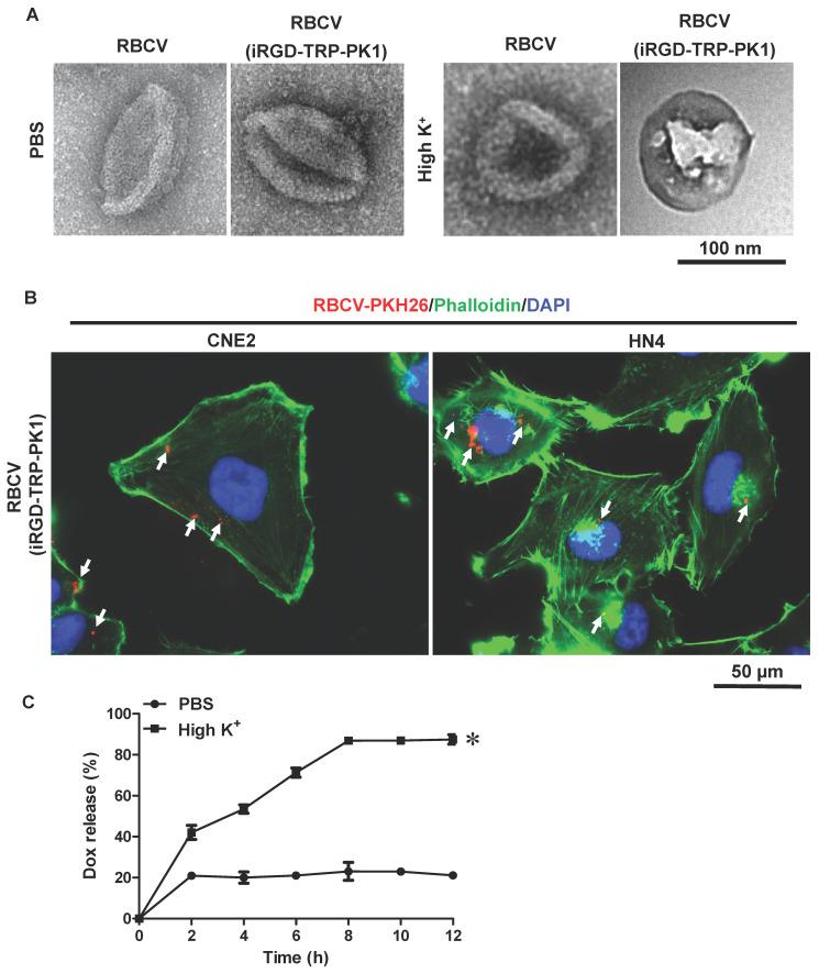 https://cdn.ncbi.nlm.nih.gov/pmc/blobs/5852/11667238/59b8c4d1810b/thnov15p0086g004.jpg