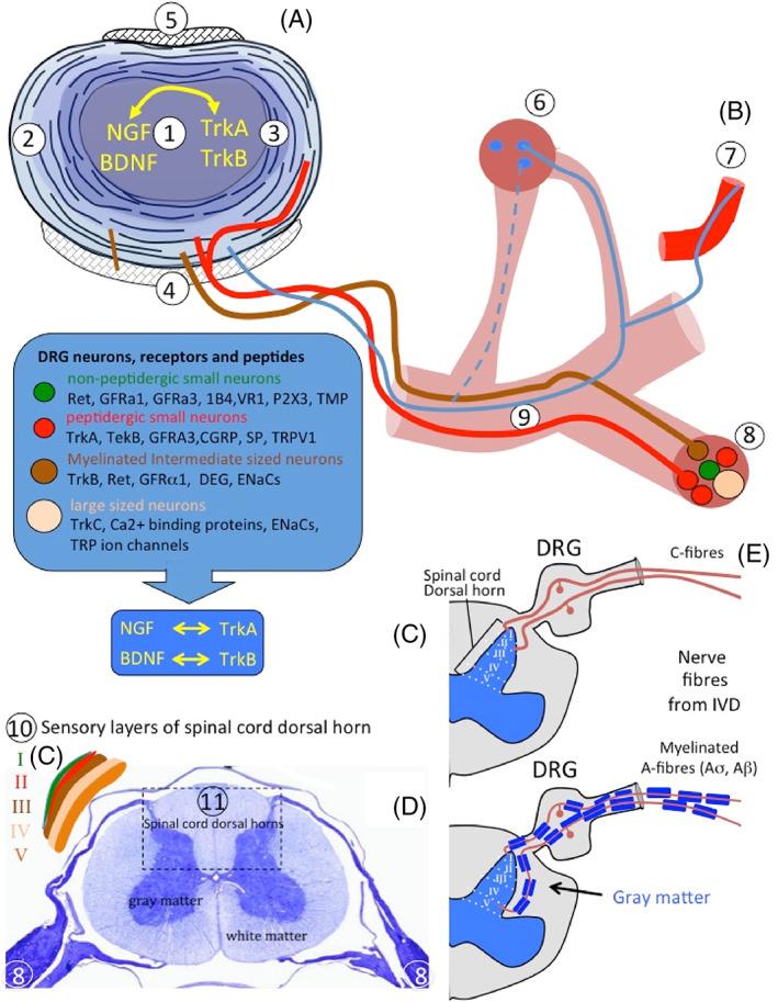 https://cdn.ncbi.nlm.nih.gov/pmc/blobs/5863/10041390/90e789ea6330/JSP2-6-e1231-g003.jpg