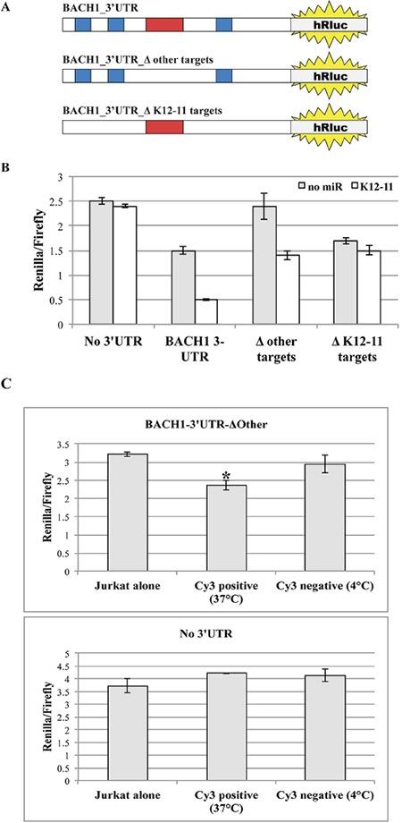 https://cdn.ncbi.nlm.nih.gov/pmc/blobs/58b3/5173102/972719c5e828/oncotarget-07-41870-g007.jpg