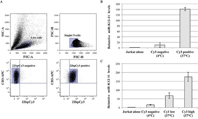 https://cdn.ncbi.nlm.nih.gov/pmc/blobs/58b3/5173102/fdb5b18a976a/oncotarget-07-41870-g002.jpg
