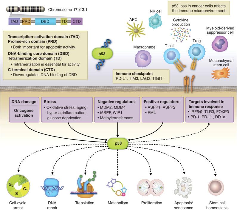 https://cdn.ncbi.nlm.nih.gov/pmc/blobs/58b8/9627130/3fc0071924a3/2516fig1.jpg