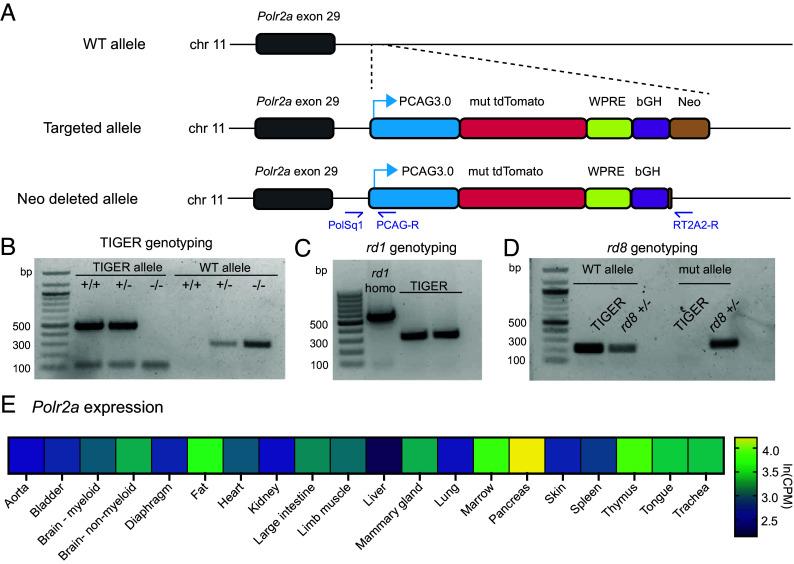 https://cdn.ncbi.nlm.nih.gov/pmc/blobs/58d4/12415246/4340bc749331/pnas.2506257122fig02.jpg