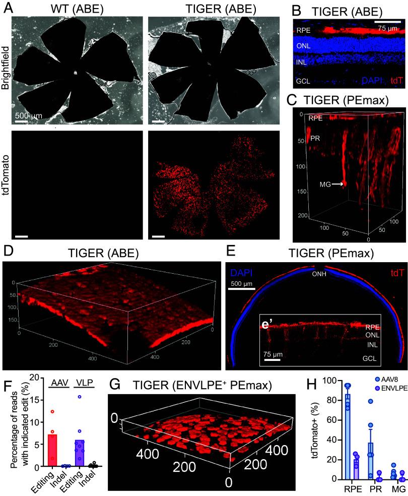 https://cdn.ncbi.nlm.nih.gov/pmc/blobs/58d4/12415246/afc6ec0e731e/pnas.2506257122fig04.jpg