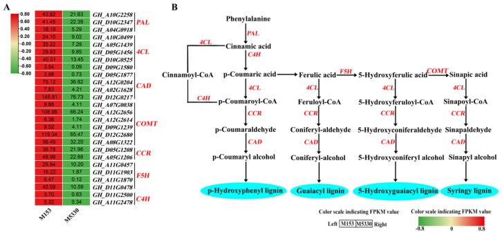 https://cdn.ncbi.nlm.nih.gov/pmc/blobs/590a/11728647/f3fc8da651b8/plants-13-03493-g004.jpg