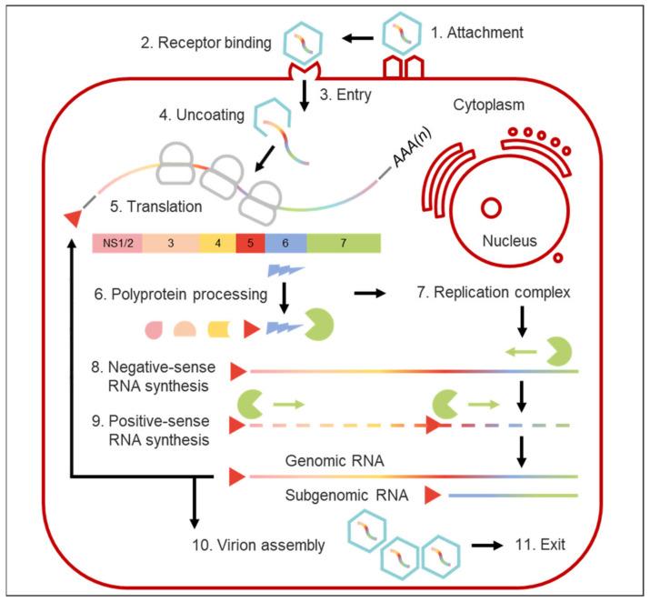 https://cdn.ncbi.nlm.nih.gov/pmc/blobs/5936/8402810/6b1692f667b2/viruses-13-01541-g003.jpg