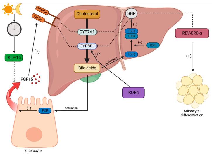 https://cdn.ncbi.nlm.nih.gov/pmc/blobs/593f/9863434/62f9d61ea174/metabolites-13-00060-g002.jpg
