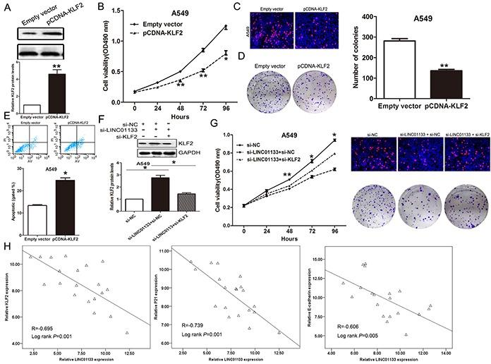 https://cdn.ncbi.nlm.nih.gov/pmc/blobs/5963/4905504/1032d13af593/oncotarget-07-11696-g006.jpg