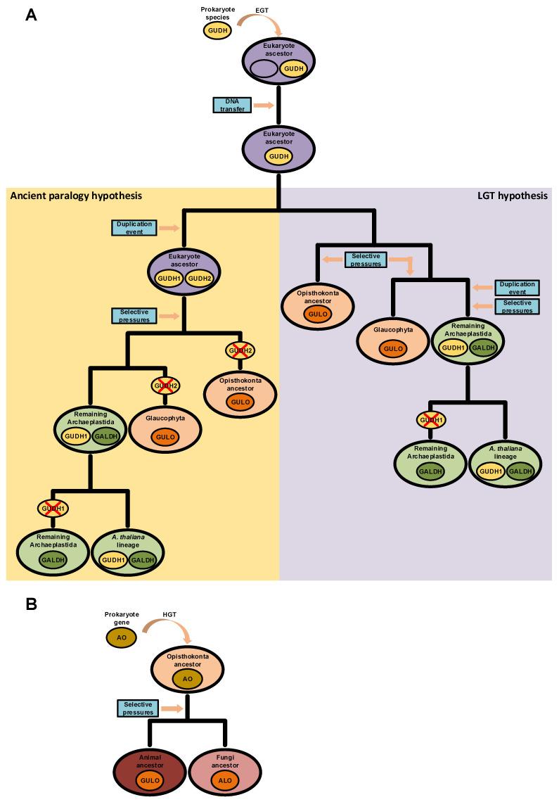 https://cdn.ncbi.nlm.nih.gov/pmc/blobs/5964/9602106/a4cbfc46c4c6/genes-13-01917-g004.jpg