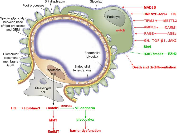 https://cdn.ncbi.nlm.nih.gov/pmc/blobs/5968/12350112/abb783d791e9/fendo-16-1537769-g002.jpg