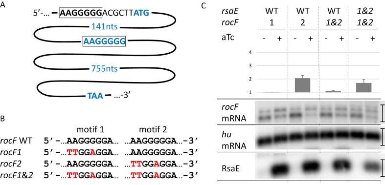 https://cdn.ncbi.nlm.nih.gov/pmc/blobs/5990/6158497/2d239823fe87/gky584fig5.jpg