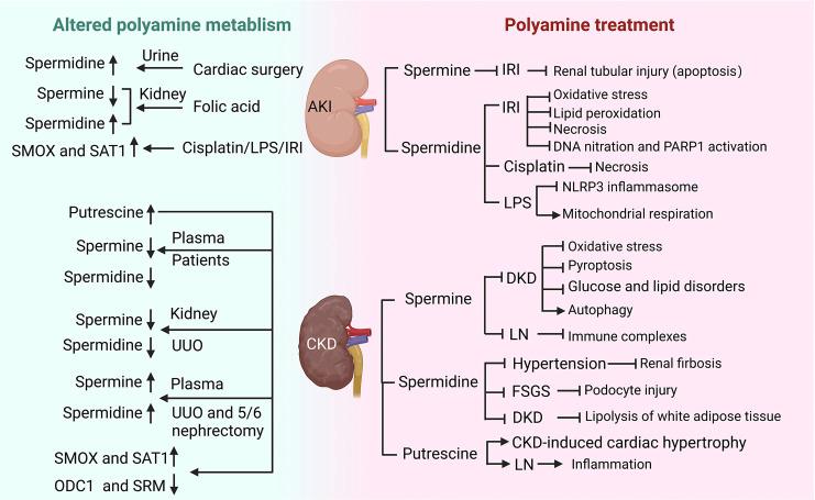 https://cdn.ncbi.nlm.nih.gov/pmc/blobs/59be/10712987/b214744b8123/kdd-2023-0009-0006-533296_F04.jpg