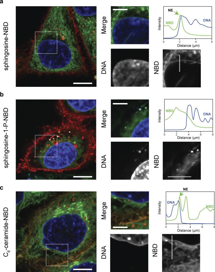 https://cdn.ncbi.nlm.nih.gov/pmc/blobs/59e8/12237252/1f2f5ff1e2ce/jcb_202407209_figs2.jpg