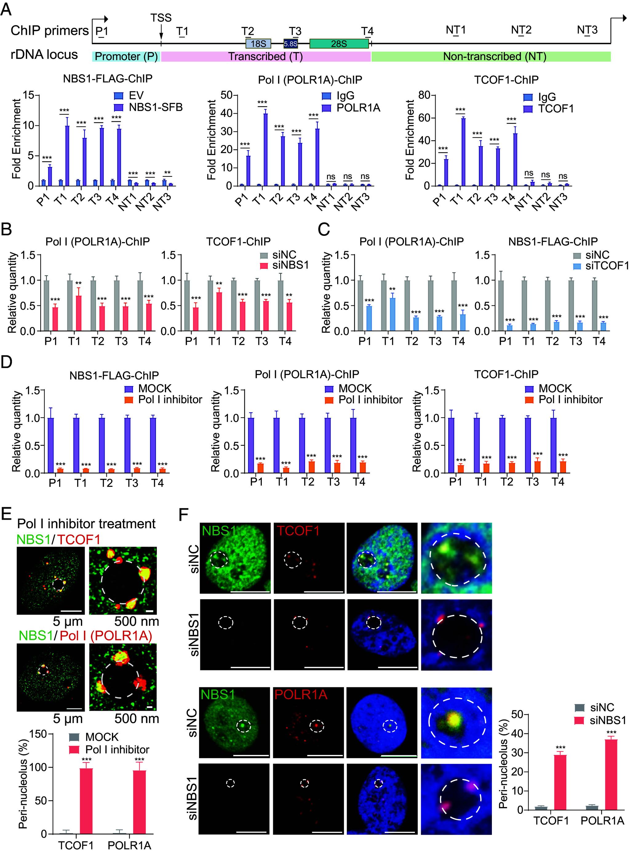 https://cdn.ncbi.nlm.nih.gov/pmc/blobs/59ea/11929472/2e999def8b0c/pnas.2422029122fig03.jpg