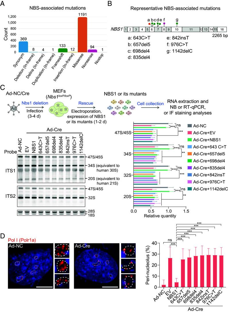 https://cdn.ncbi.nlm.nih.gov/pmc/blobs/59ea/11929472/5ed4814d0a59/pnas.2422029122fig05.jpg
