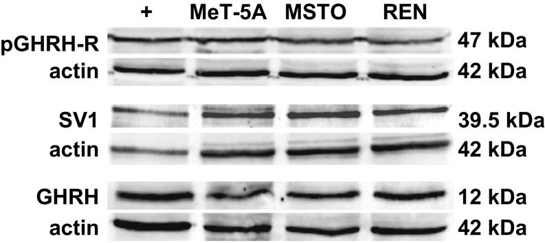 https://cdn.ncbi.nlm.nih.gov/pmc/blobs/59fd/6369772/ab5ffc6db6a1/pnas.1818865116fig01.jpg