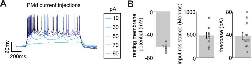 https://cdn.ncbi.nlm.nih.gov/pmc/blobs/5a42/8457830/80a7bb06cf24/elife-69178-fig2-figsupp3.jpg