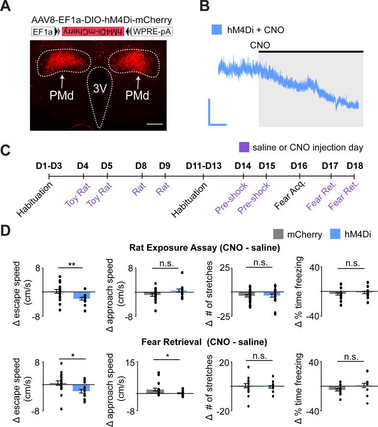 https://cdn.ncbi.nlm.nih.gov/pmc/blobs/5a42/8457830/c916ac49cc89/elife-69178-fig5.jpg