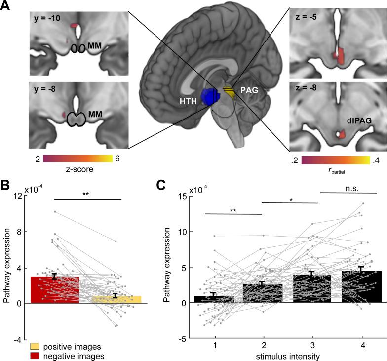 https://cdn.ncbi.nlm.nih.gov/pmc/blobs/5a42/8457830/f591692fcc0e/elife-69178-fig10.jpg