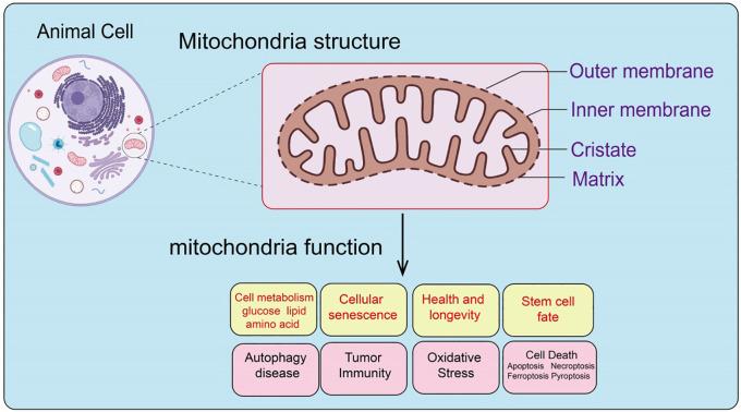 https://cdn.ncbi.nlm.nih.gov/pmc/blobs/5a4e/11701224/9bd8e57e70ee/fimmu-15-1520072-g001.jpg
