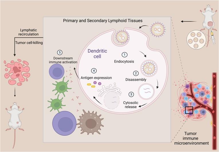 https://cdn.ncbi.nlm.nih.gov/pmc/blobs/5a5a/11336688/72924ff2f460/pbae017fig1.jpg