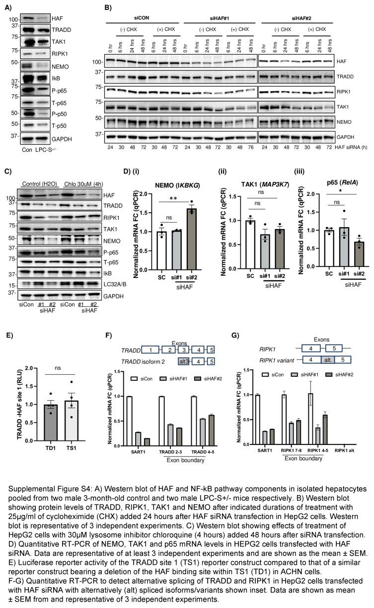 https://cdn.ncbi.nlm.nih.gov/pmc/blobs/5a75/12266801/e85c47e6c684/hep-82-438-s005.jpg