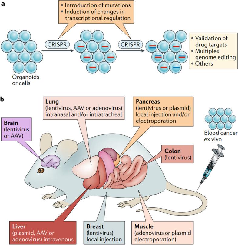https://cdn.ncbi.nlm.nih.gov/pmc/blobs/5acd/10775503/3bb5772b9db6/12943_2023_1925_Fig6_HTML.jpg