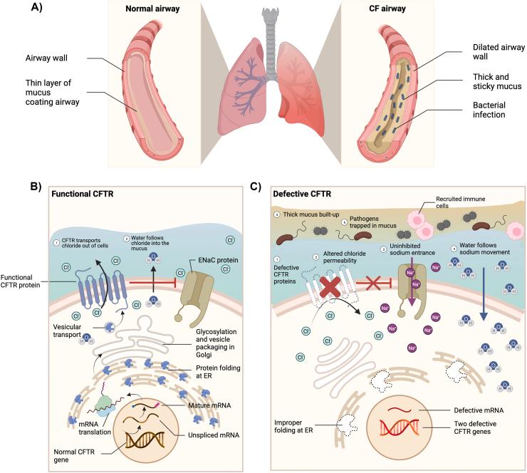 https://cdn.ncbi.nlm.nih.gov/pmc/blobs/5ae8/10150162/cbc2783bb7fa/gr6.jpg